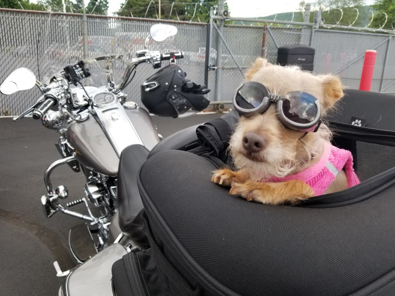 ride-with-dog